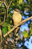 Mangrove Cuckoo